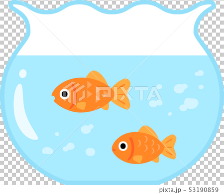 金魚鉢の中の金魚 53190859