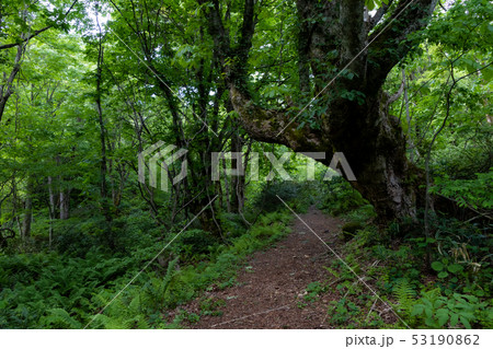 鳥取県　奥大山の木谷沢渓流　大木の小道 53190862