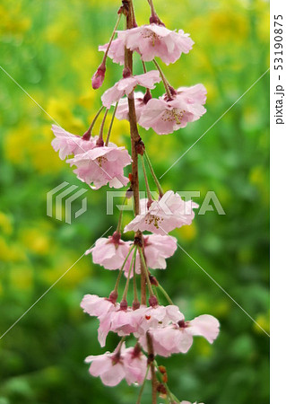 菜の花をバックにした枝垂れ桜 53190875