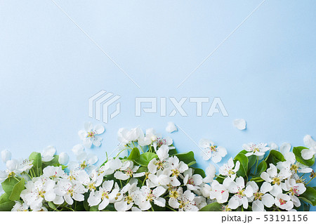 Spring flowering branch on blue background.  53191156
