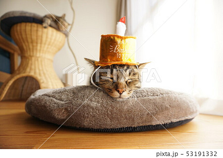 誕生日の被り物をする猫 53191332