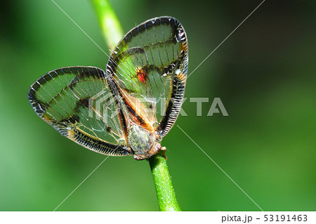 スケバハゴロモ 53191463