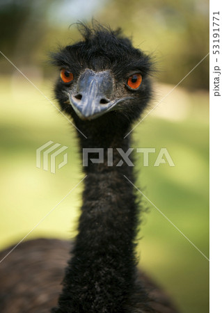 Australian Emu outdoors 53191771