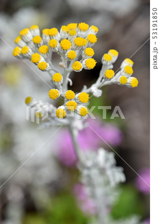 シロタエギク(白妙菊) シロタエギク(白妙菊) 53191850