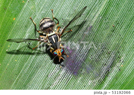 カボチャミバエ カボチャミバエ 53192066