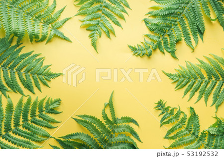 Border leaves of fern on yellow. Top view. 53192532