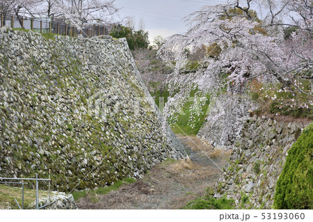 大和郡山城　桜 53193060