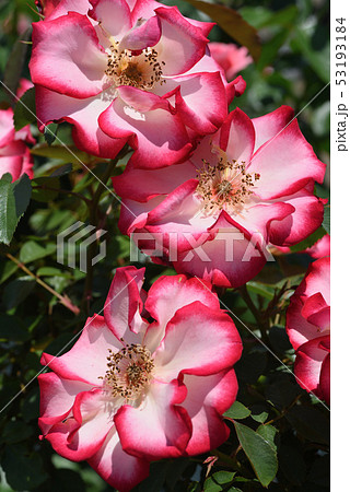 バラ（ベティ・ブープ） 53193184