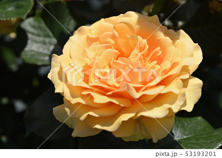 バラ（アンバー・クイーン） 53193201