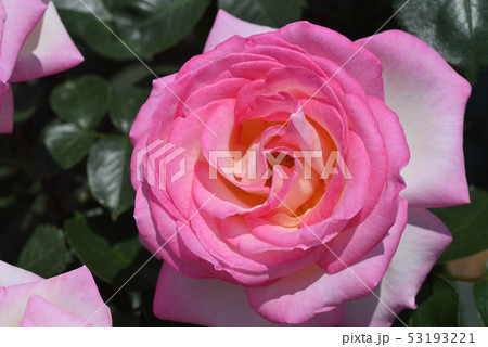 バラ プリンセス ドゥ モナコ の写真素材