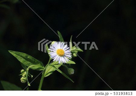 ハルジオン ハルジオン 53193813