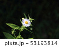 ハルジオン 53193814