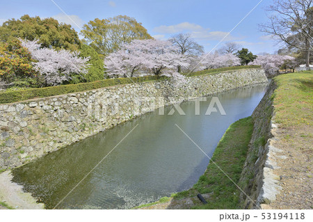 姫路城 内船場蔵南石垣 桜 姫路城 内船場蔵南石垣 桜 53194118