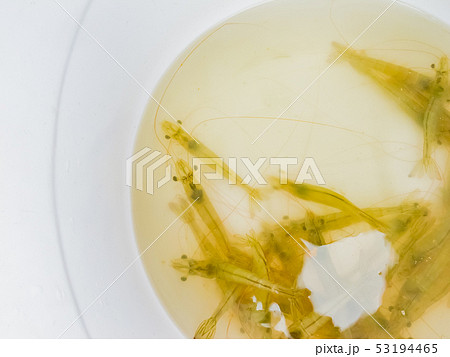 バナメイエビ 53194465