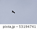 鳥 53194741