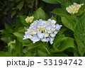 アジサイ 53194742