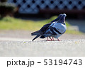 ハト 53194743