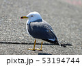 ウミネコ 53194744