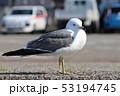ウミネコ 53194745