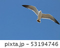 ウミネコ 53194746