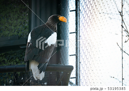 旭山動物園の動物たち 旭山動物園の動物たち 53195385