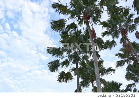 Palm tree in the sky 53195503