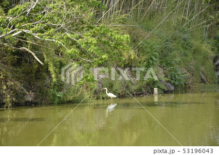 【大阪府　堺市】世界遺産・百舌鳥古墳群のいたすけ古墳 53196043