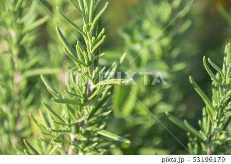ローズマリー ローズマリー 53196179