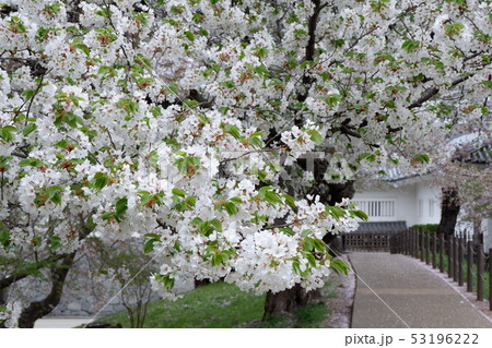 オオシマザクラ 桜 お城 オオシマザクラ 桜 お城 53196222