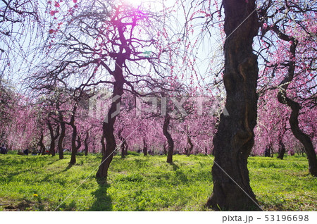 しだれ桜　名古屋市農業センター 53196698