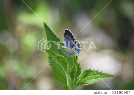 オオルリシジミ 53196904