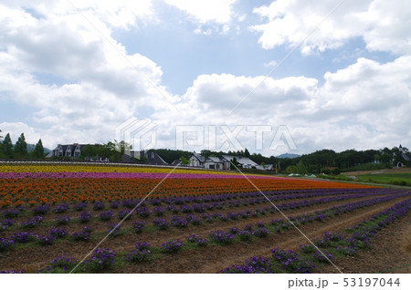 花畑と曇り空 花畑と曇り空 53197044