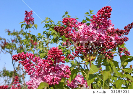 ライラック ピンクエリザベス ライラック ピンクエリザベス 53197052