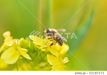 ミツバチ 菜の花 花粉の写真素材