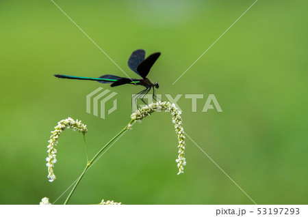 ハグロトンボ 53197293