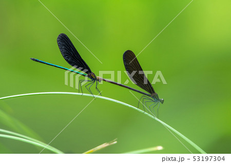 ハグロトンボ 53197304