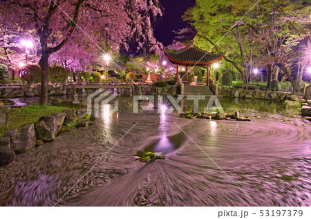 岐阜市の日中友好庭園の桜 岐阜市の日中友好庭園の桜 53197379