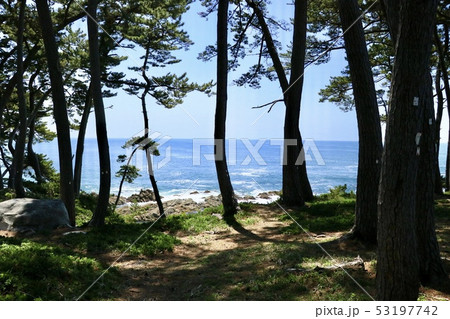 青い海と空が向こうに見える松林【宮城県石巻市・田代島三石崎】 53197742