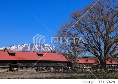 小岩井農場 牛丸牛舎 小岩井農場 牛丸牛舎 53197829