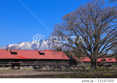 小岩井農場　牛丸牛舎 53197830