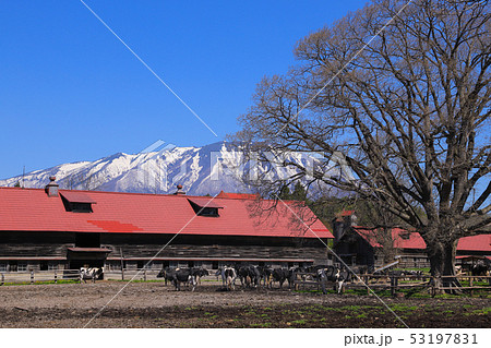 小岩井農場 牛丸牛舎 小岩井農場 牛丸牛舎 53197831