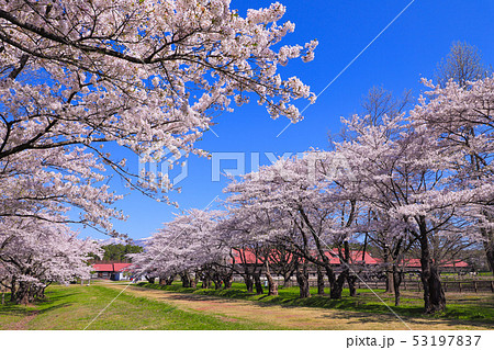 小岩井農場　桜　上丸牛舎 53197837