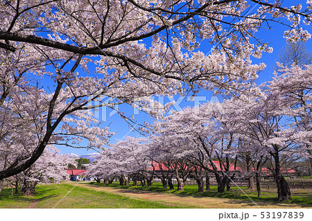 小岩井農場　桜　上丸牛舎 53197839