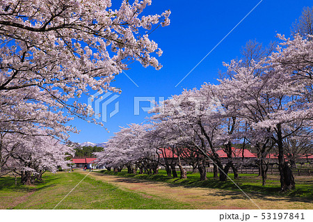小岩井農場　桜　上丸牛舎 53197841