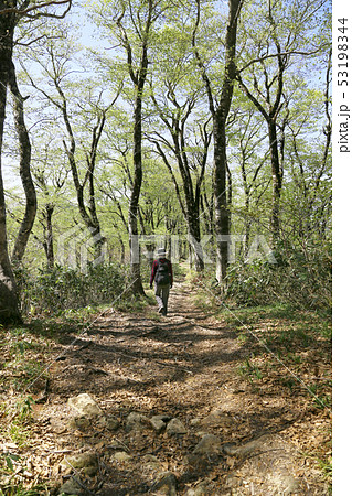 ブナ林の登山道を歩く女性(禿岳) ブナ林の登山道を歩く女性(禿岳) 53198344