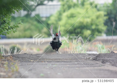 見沼のキジ 53198405