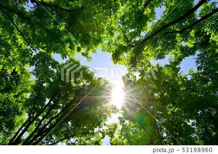 都会のオアシス 53198960