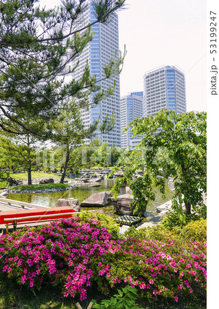 躑躅と高層マンション（縦） 53199247