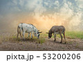 Dwarf horses that feed on grass in the pasture 53200206