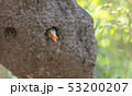 The bird that is in the nest Halcyon capensis 53200207